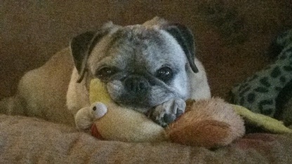 bean with his chicken squeaky