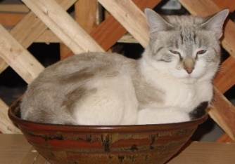 bowl of kitties