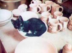 cat in the pot