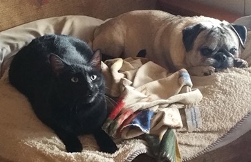 black cat loves pug