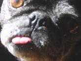 pug tongue