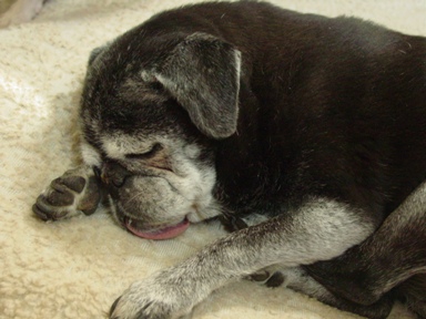sleeping black elderly pug