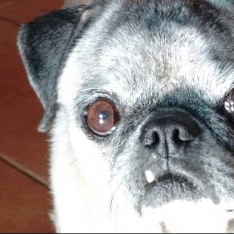 snaggle tooth pug