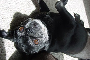 noodles black pug